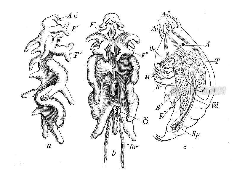 古代生物动物学图像:软骨anthus gibbosus